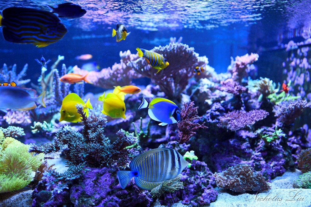 经典海水礁岩生态缸分享，180×120×60厘米三面观赏海缸