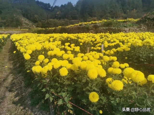 金丝皇菊清肝明目最佳选择,清肝明目去火的菊花品种有