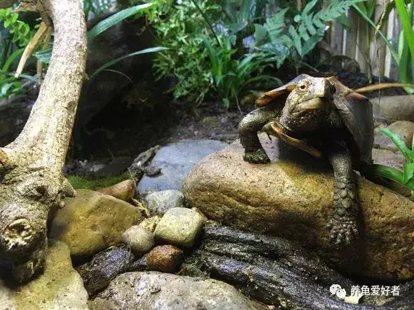 天气升温龟龟要注意什么,下雨天龟龟是不是容易腐皮