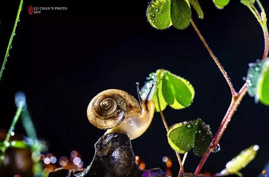 70-200f4能拍啥,70200套件安装视频