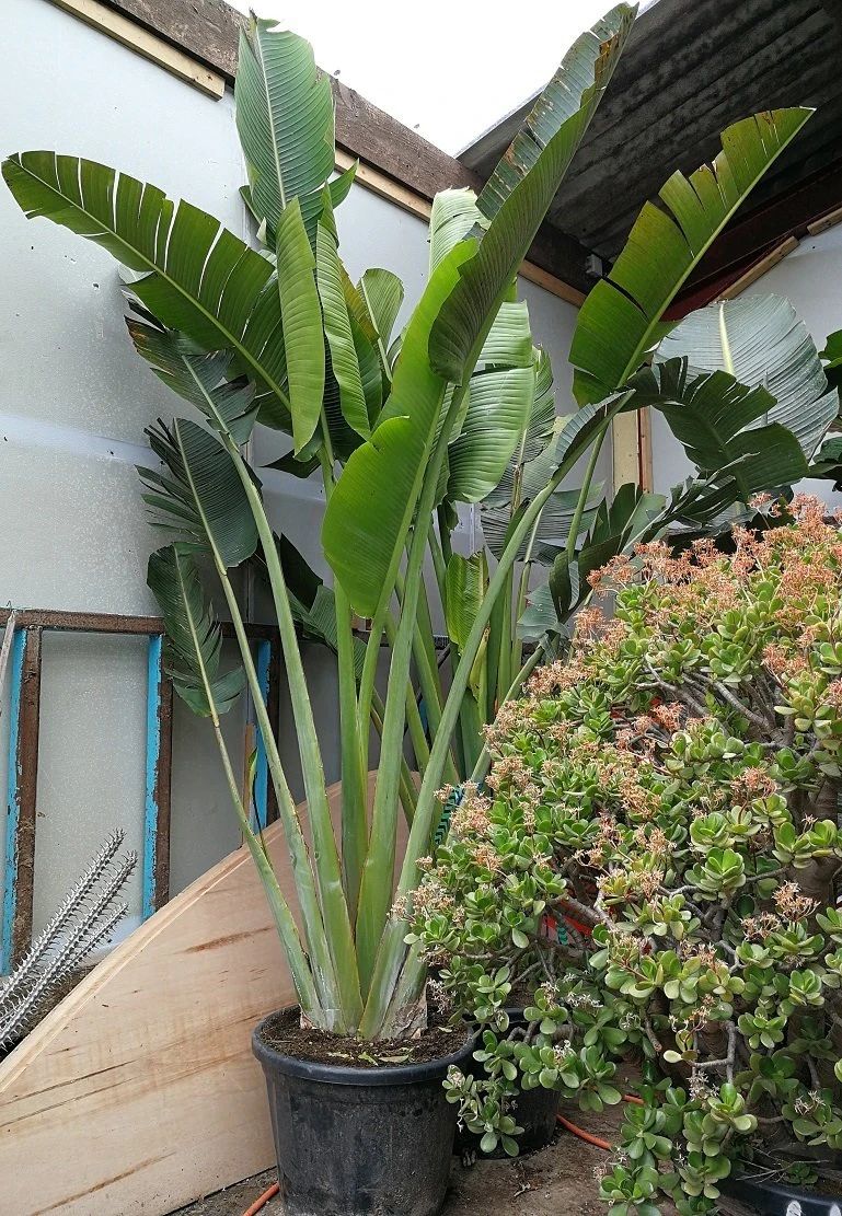 大鹤望兰和旅人蕉哪种好看,鹤望兰和什么植物比较相似