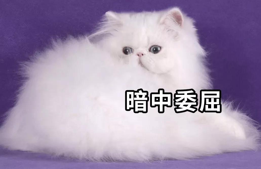 肯德基与麦当劳他们俩之间的故事,肯德基麦当劳背后的男人