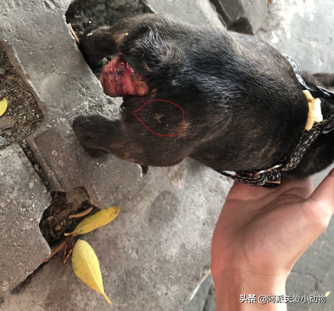 墨墨：屁屁烂得血红的小斗牛，会不会是第二个“白月初”