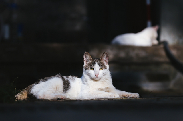 eos200d第一代拍照,eos200dii视频