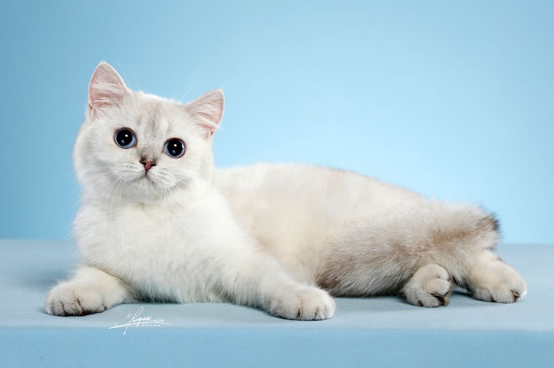 英短和英短矮脚猫的区别,梦到憨厚呆萌的大脸猫