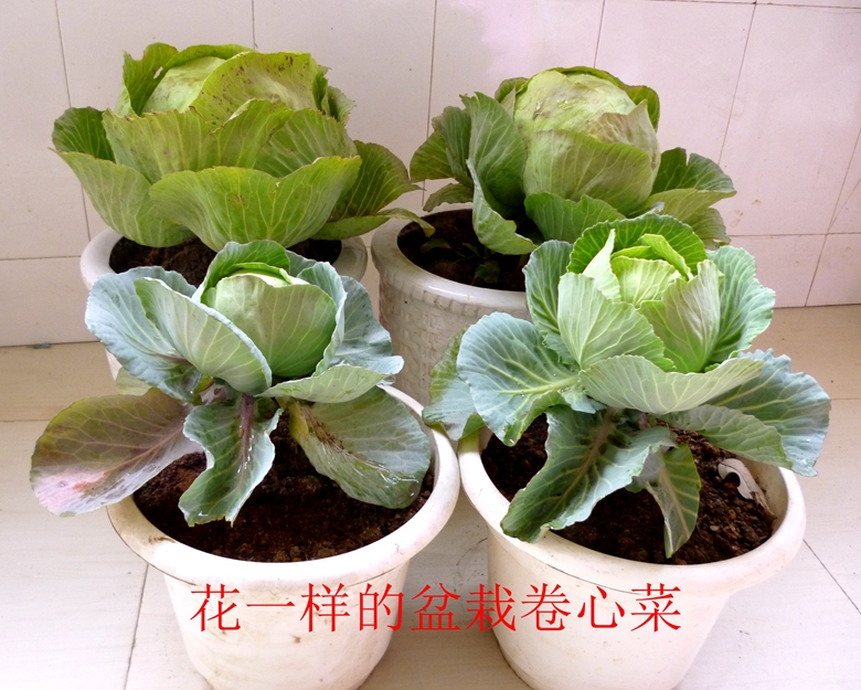 蔬菜档案甘蓝类,甘蓝蔬菜档案介绍