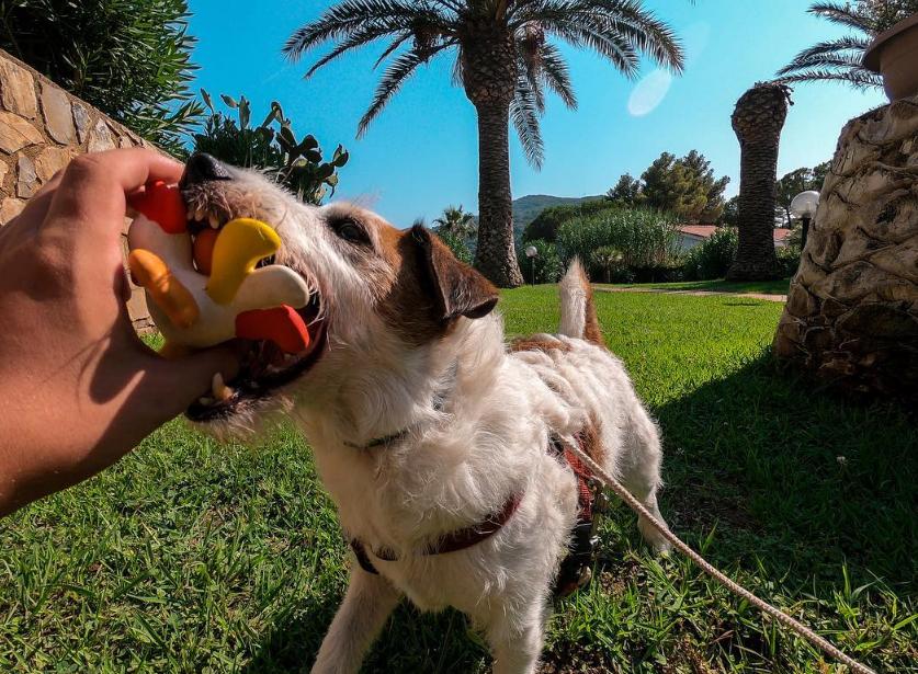 新手养狗不妨养这5种好养又不臭,新手养狗的一些必备常识