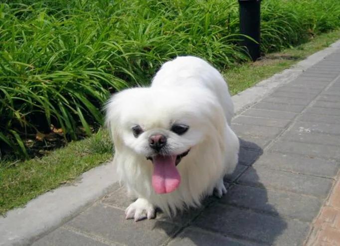 初学口哨吹歌教程,经典口哨声教学