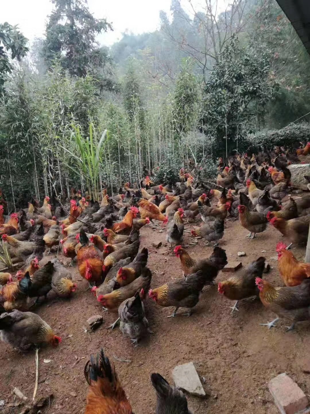 蛋鸡脱肛是什么原因,蛋鸡产蛋期脱肛的原因及预防措施