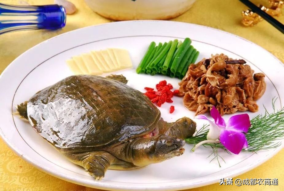 河南适合养殖哪种甲鱼,甲鱼的养殖方法