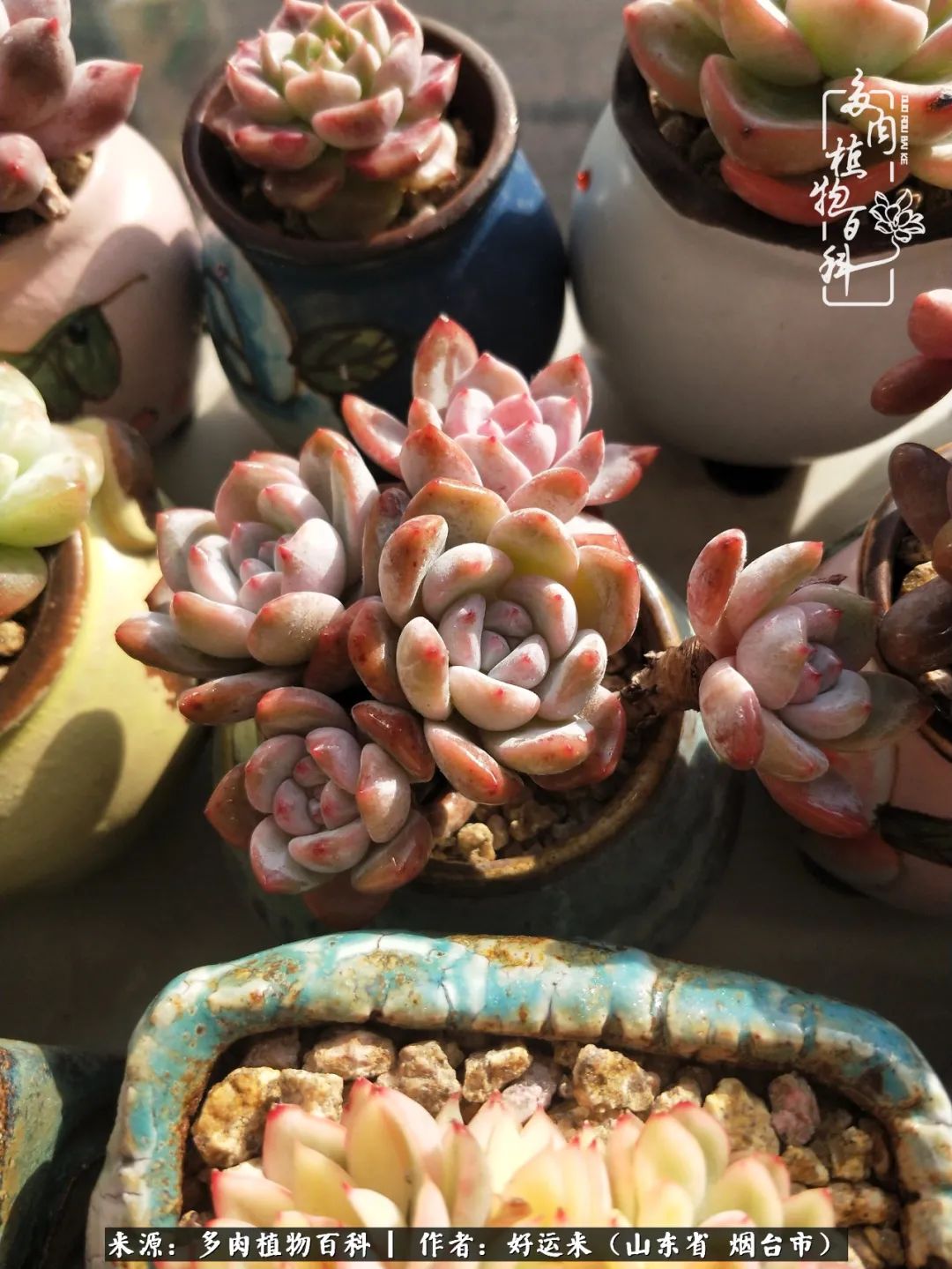 世上怎么会有这么可爱的生物,这世上怎么会有那么可爱的小可爱