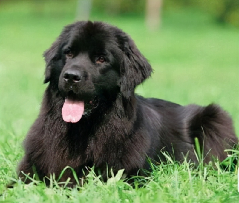 狗狗品种大全及介绍了解一下,狗狗品种怎么挑选最好看