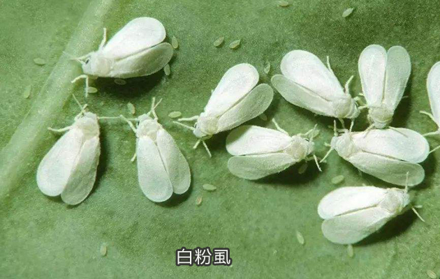 呋虫胺打蚜虫怎么样,呋虫胺对蚜虫红蜘蛛有效果吗