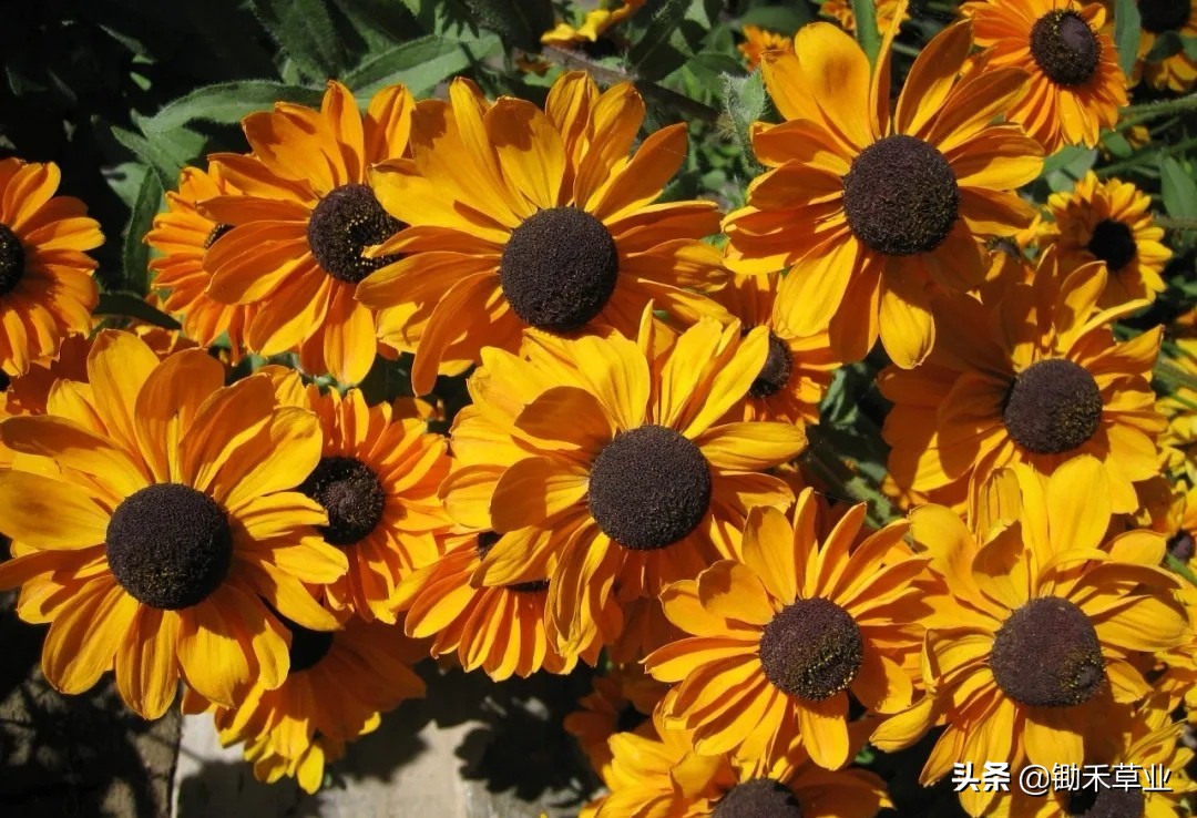 不低头始终向阳-黑心菊