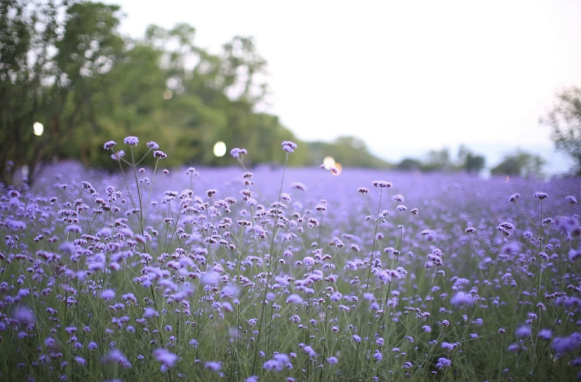 重庆科技感网红景点,重庆最大的5g公园