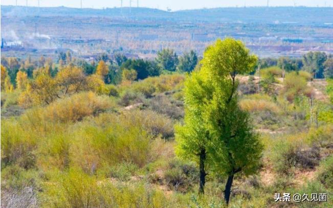 中国人改造沙漠的能力,中国人把沙漠变成绿洲