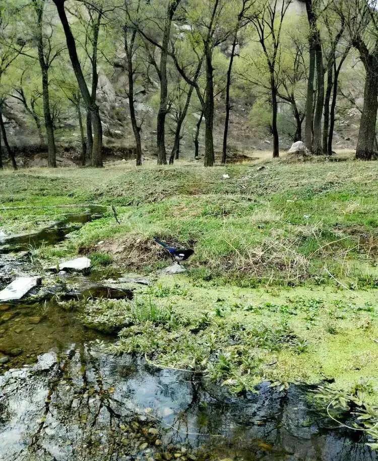 植物百科知识大全儿童,植物百科app