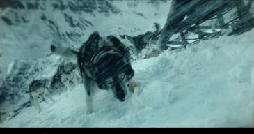 二哈多哥极限逃跑,多哥为什么跟其他哈士奇不一样