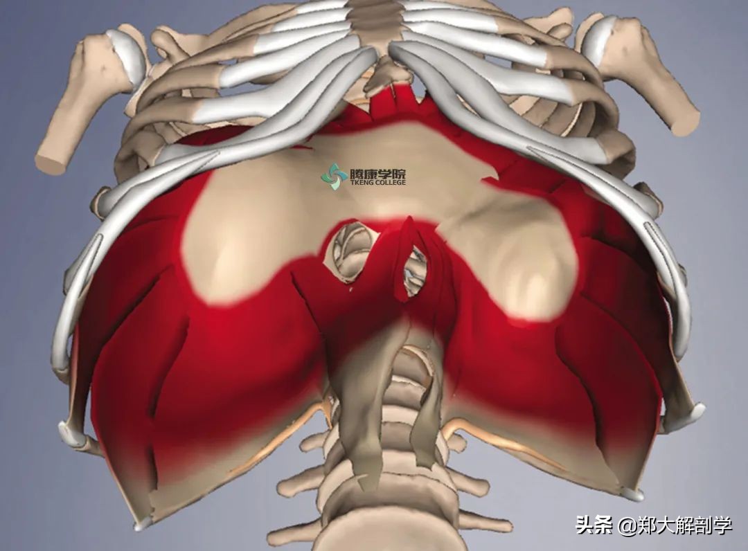 造成呼吸困难的正确的处理措施,导致呼吸困难原因有哪些