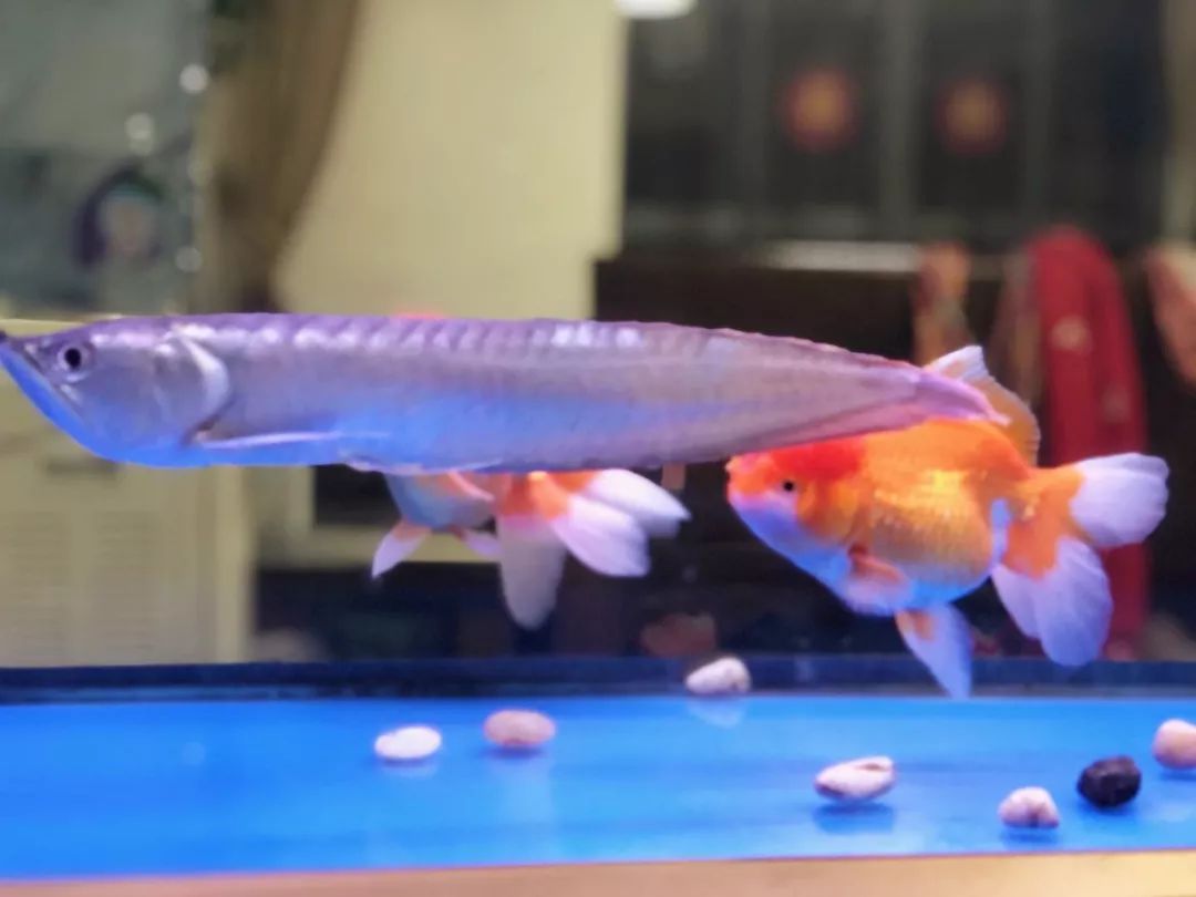 八卦下，应届/实习生应该跟什么样的leader？