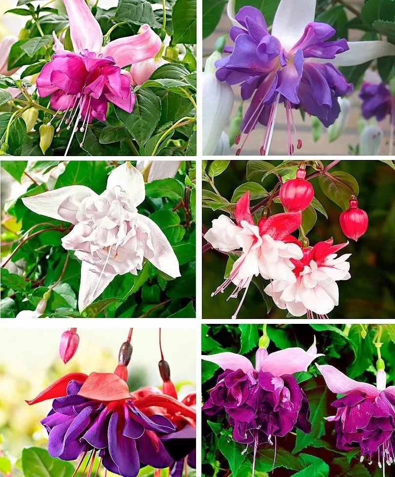 花朵颜值特别高的盆栽倒挂*钟金**，夏天容易挂掉，有什么办法挽救？