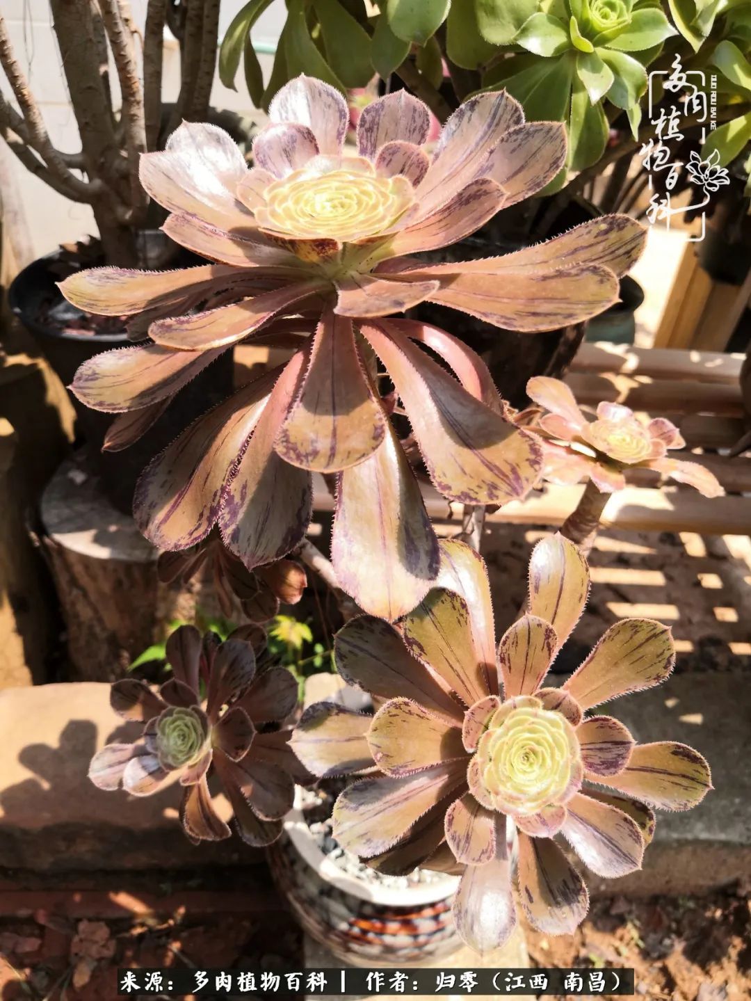 人生转个弯,在小院遇见落入凡间的多肉小精灵