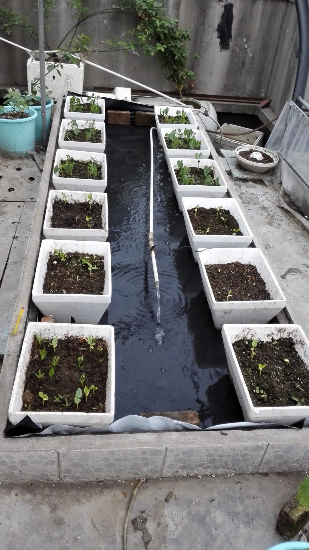 如何防止绿藻缠水泵,水泵会抽走绿藻吗