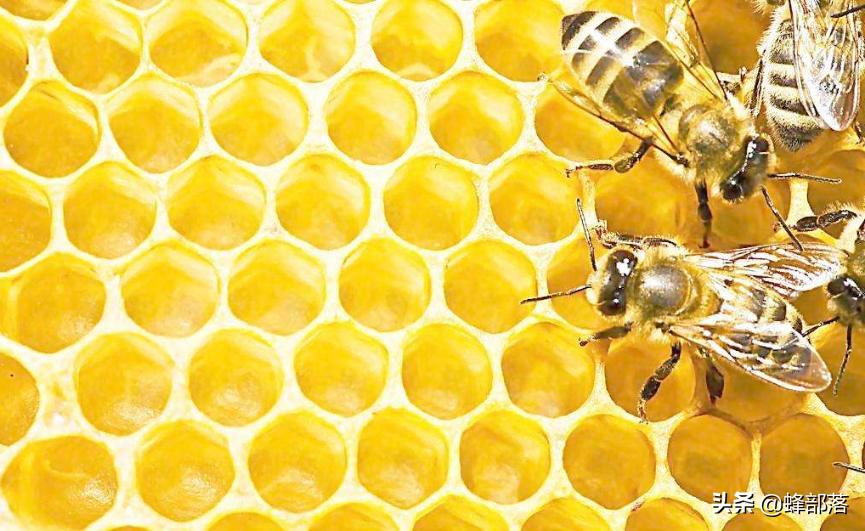 神奇昆虫，蜜蜂造出最省材料”房子“，它比祖冲之更早算出圆周率