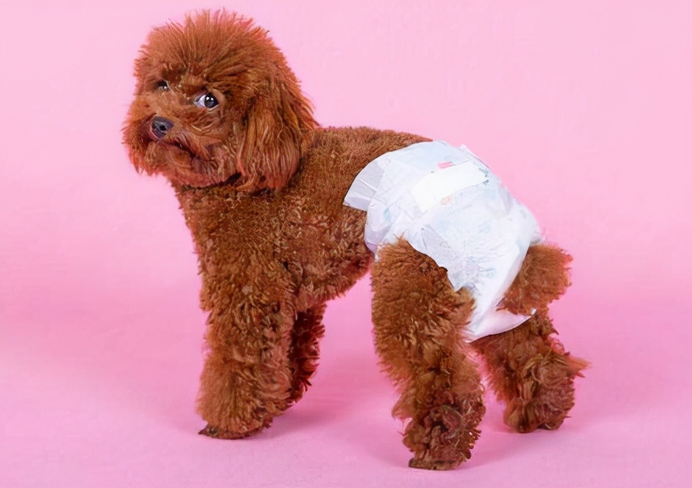 狗狗发情篇：有这些症状的狗子，一定要注意了