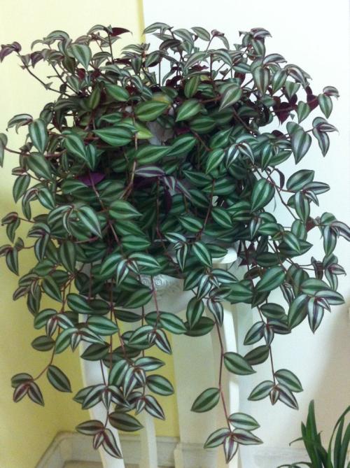 花卉吊兰100种,吊兰绿植盆栽第一名