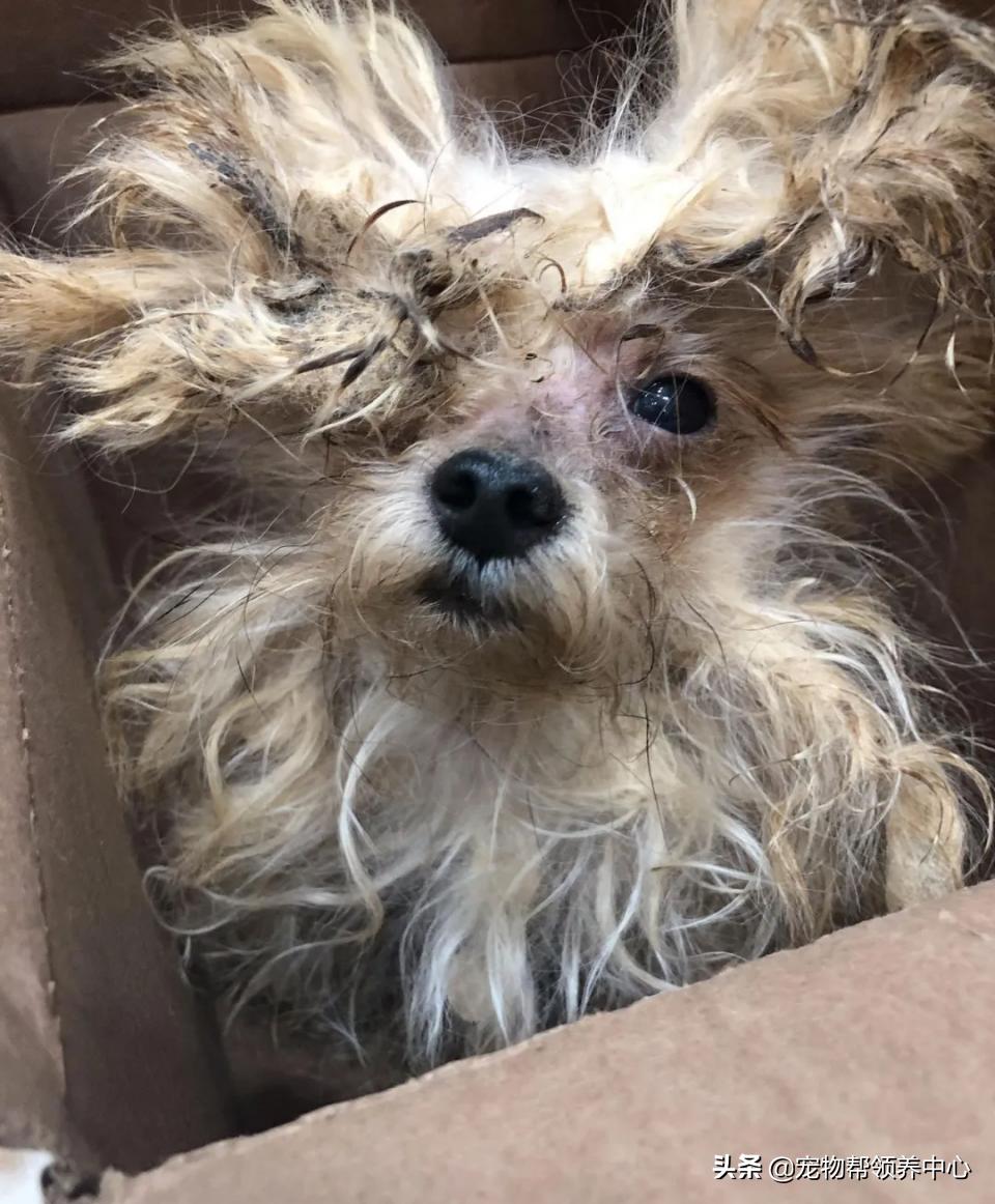 约克夏邋遢吗,约克夏脏兮兮