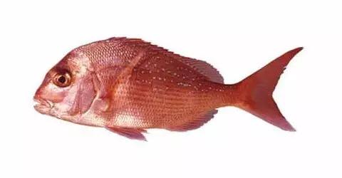 世界顶级海鲜鱼类,史上最完整鱼类海鲜图鉴