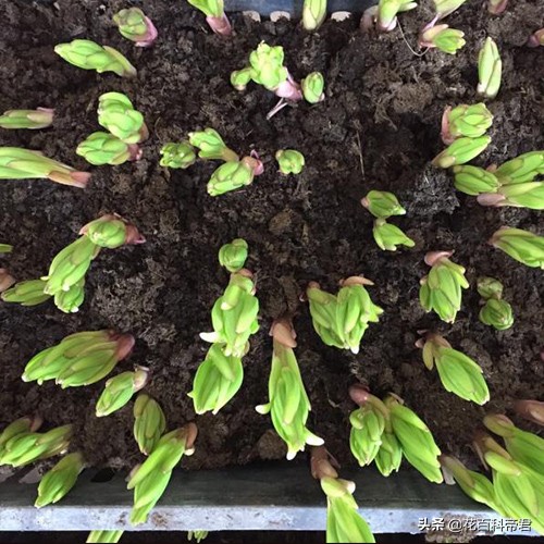 你知道各国的国花是什么,各个国家的国花介绍