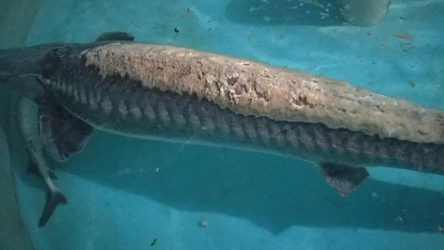 鱼塘水产预防水霉病的有效方法,陈昌福养殖视频全集