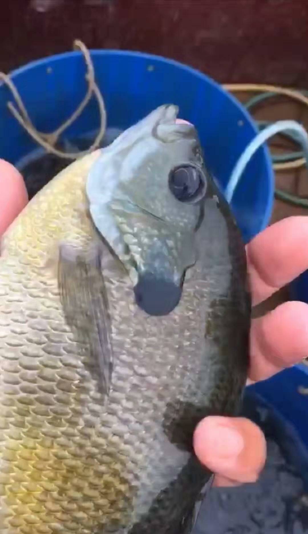 野钓淡水鱼最好吃的鱼种,钓鱼人钓的鱼都是哪几种鱼