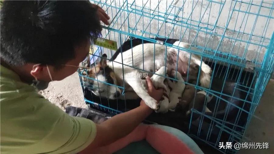 被救下的111条狗狗,一只金毛流浪狗被解救过程