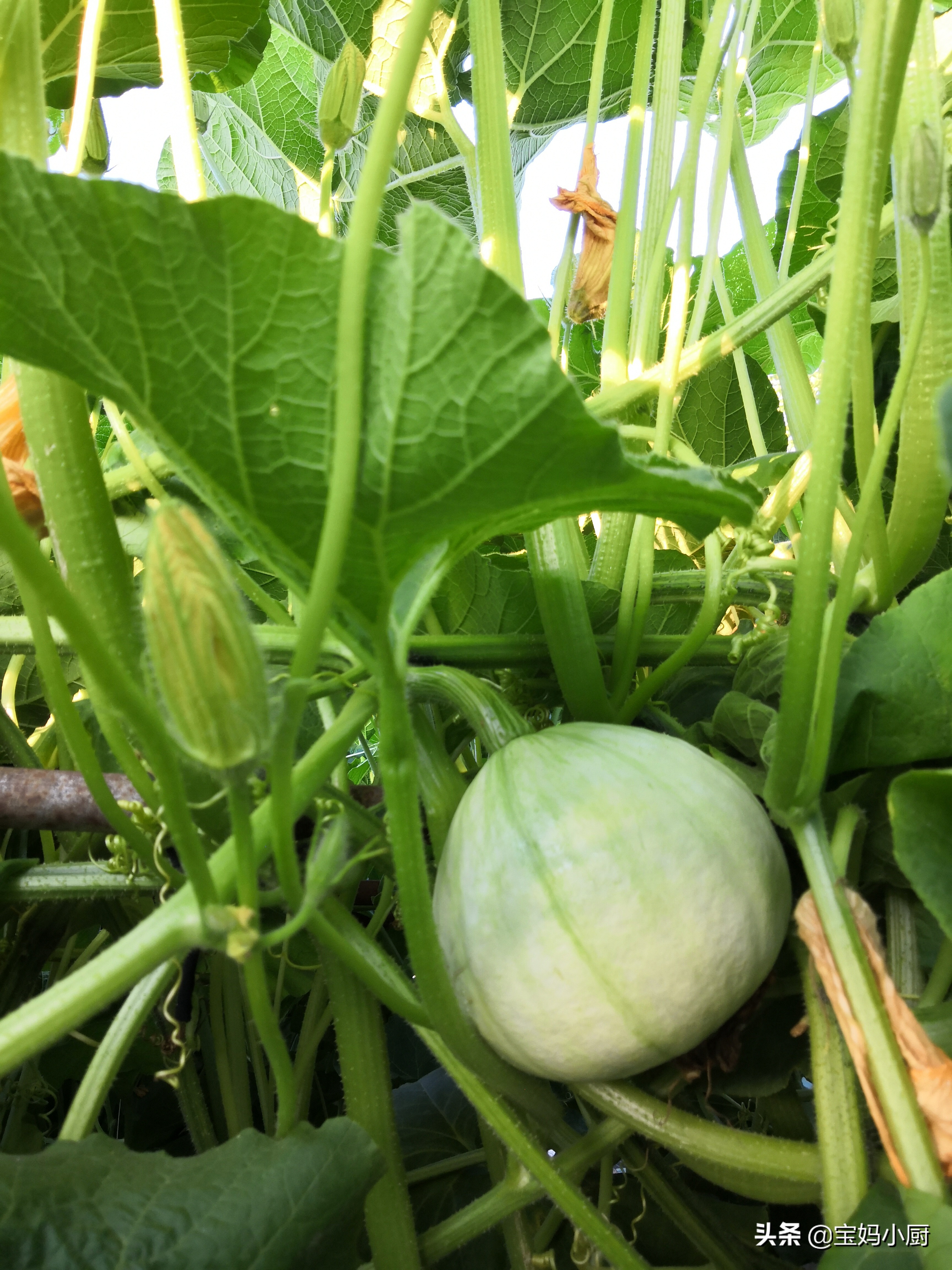 记录在娘家吃吃喝喝的美好时光,娘家最幸福的早餐