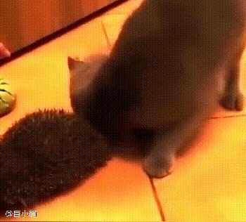 主人给猫咪带来了一只刺猬，猫咪没有抗拒，还喜欢用脑袋往刺上蹭