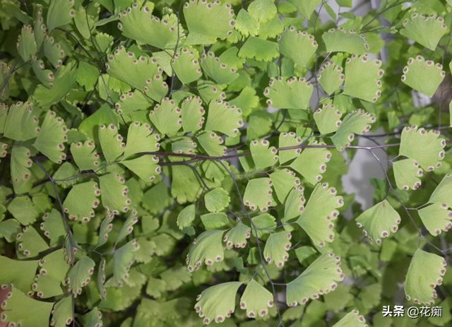 上水石上的铁线蕨为啥不茂密,铁线蕨可以直接种在水里吗