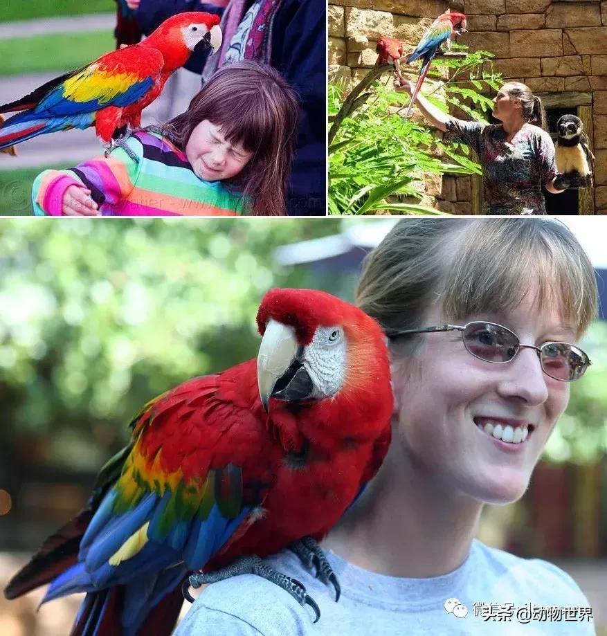 飞翔的彩虹鸟,飞翔的鹦鹉绿幕素材