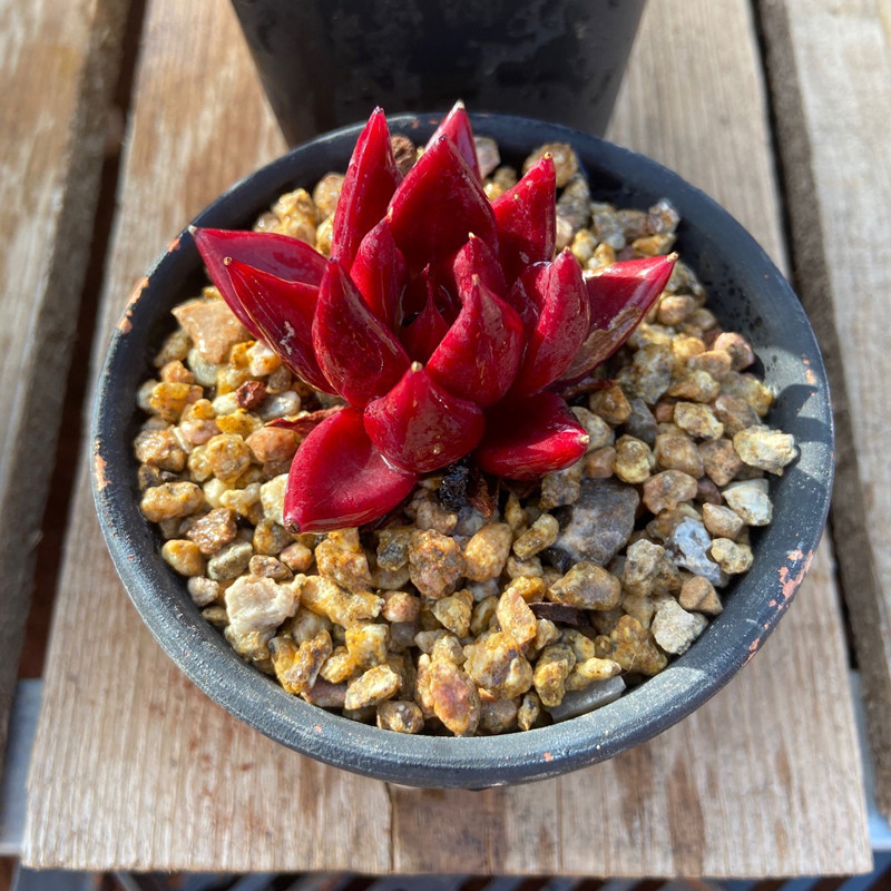 多肉洛神叶片化水怎么回事,白凤多肉闷着了想化水怎么办