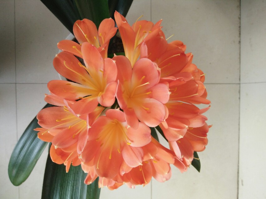 四季开花的君子兰有什么品种,君子兰花卉哪个品种最好