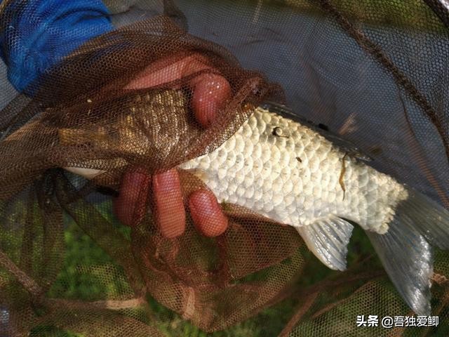 为什么大板鲫吃口很轻,大板鲫一般多少度吃口