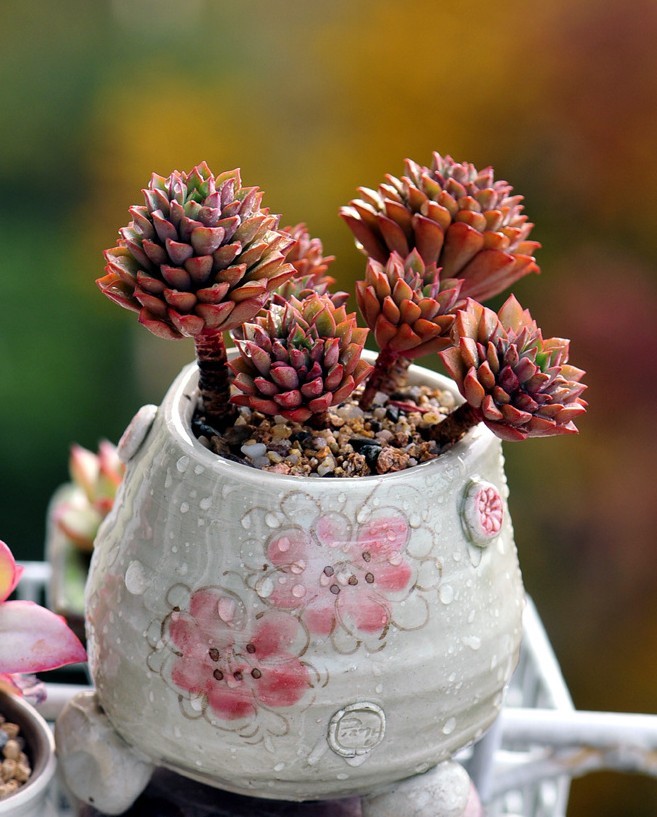 耐阴耐寒生长快的多肉植物,耐寒耐热的小型多肉植物
