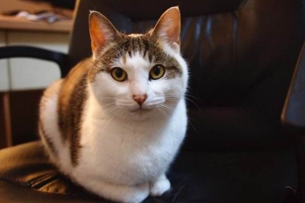 招财猫是怎么来的它的原型是什么,招财猫长什么样