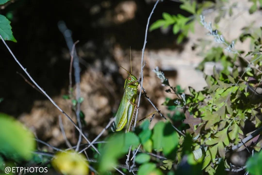万元内微单相机全画幅,万元以内微单套机推荐