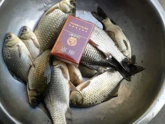 钓到的野生鲫鱼为什么水那么脏,煤油味鲫鱼