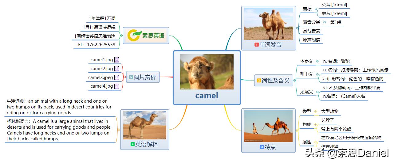 索思英语解码单词（第24个）——camel骆驼