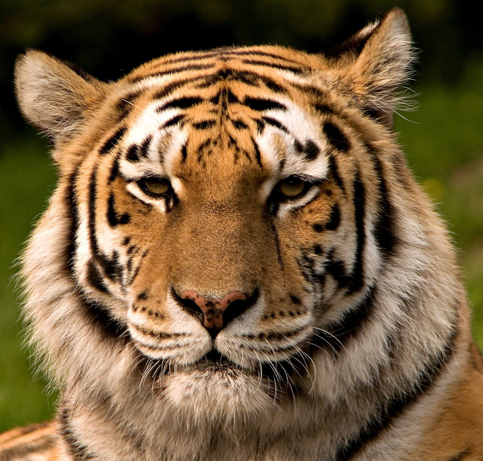 猫科动物辟谣,狮子老虎和猫智力差距