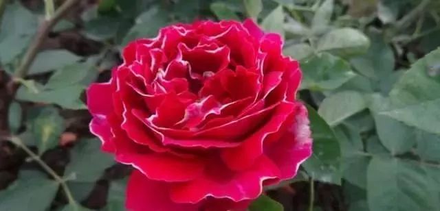 一万年一次的2020520;一起认识100种玫瑰~别送错啊